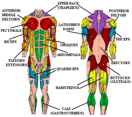 Muscle Atlas